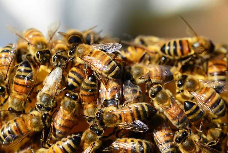 Las abejas | Árbol ABC
