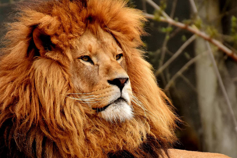 León / Un Leon Mata A Una Persona En Los Alrededores De Parque Nacional