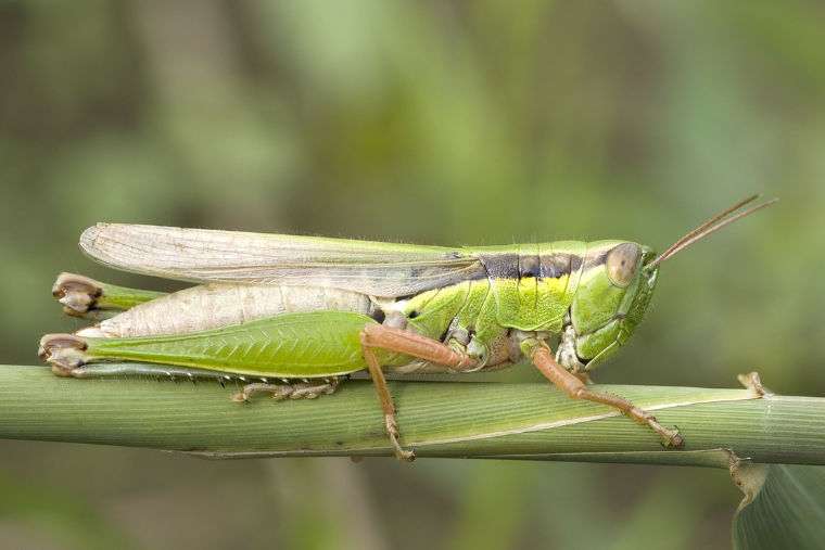 saltamonte 2