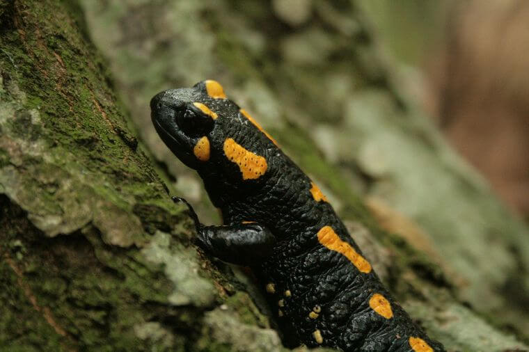 Salamandra común Árbol ABC