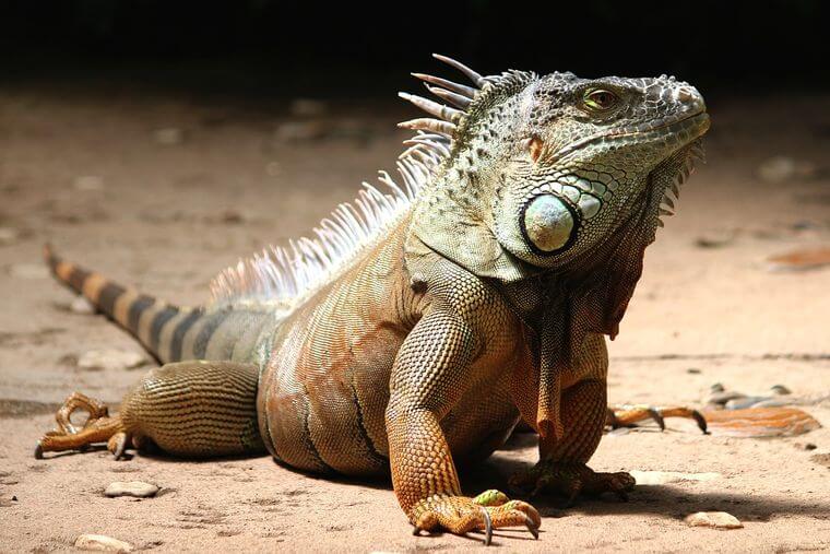 iguana verde en la cola