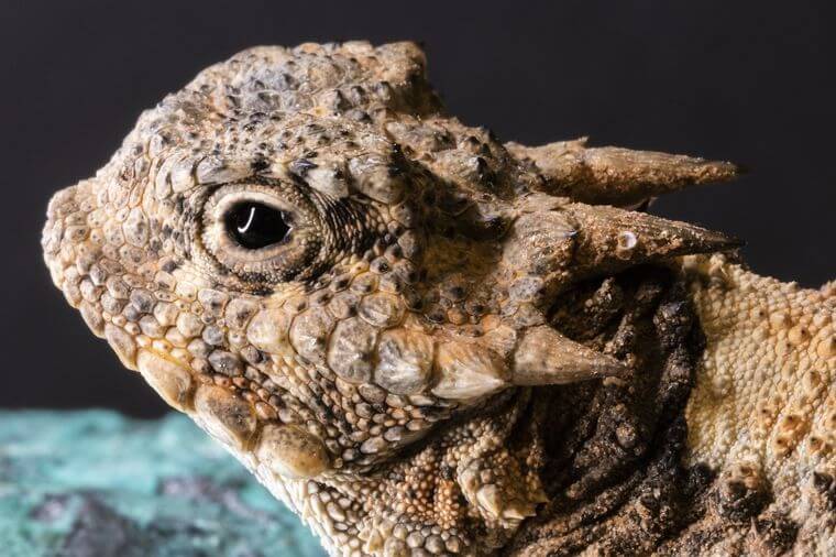 lagarto-cornudo-rbol-abc