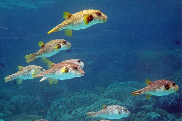 Pez globo Árbol ABC