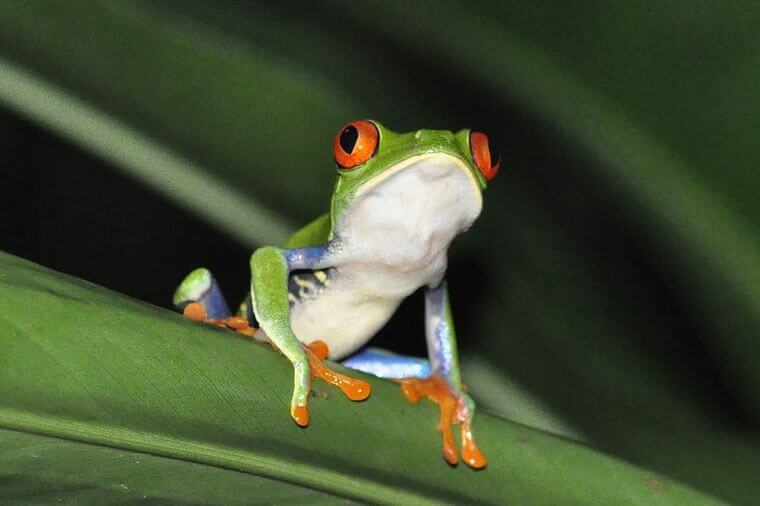 Rana verde de ojos rojos (rana arborícola roja) Árbol ABC