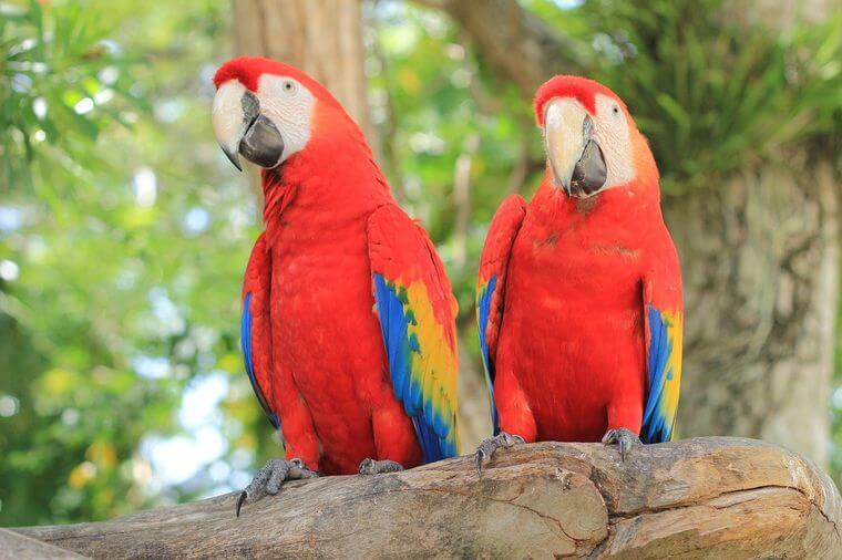 guacamaya roja